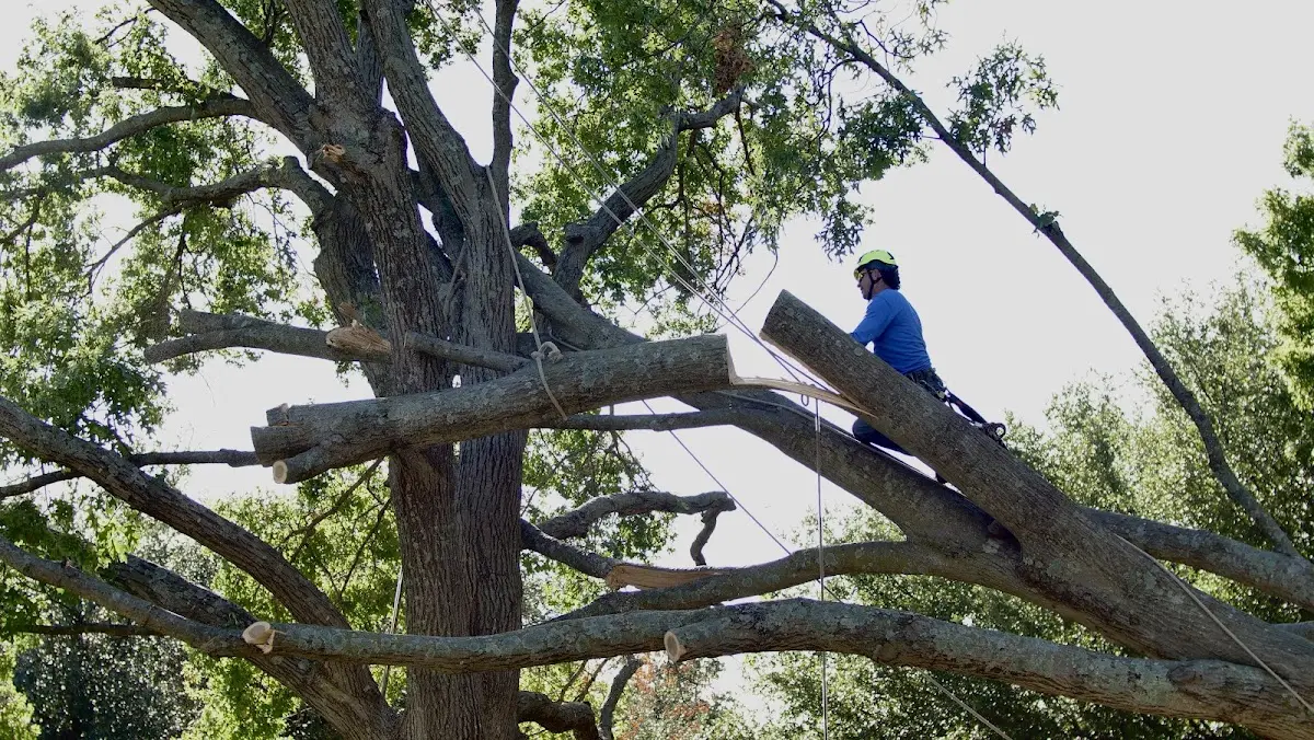 Professional Hazardous Tree Removal performed by certified arborists in Hunt