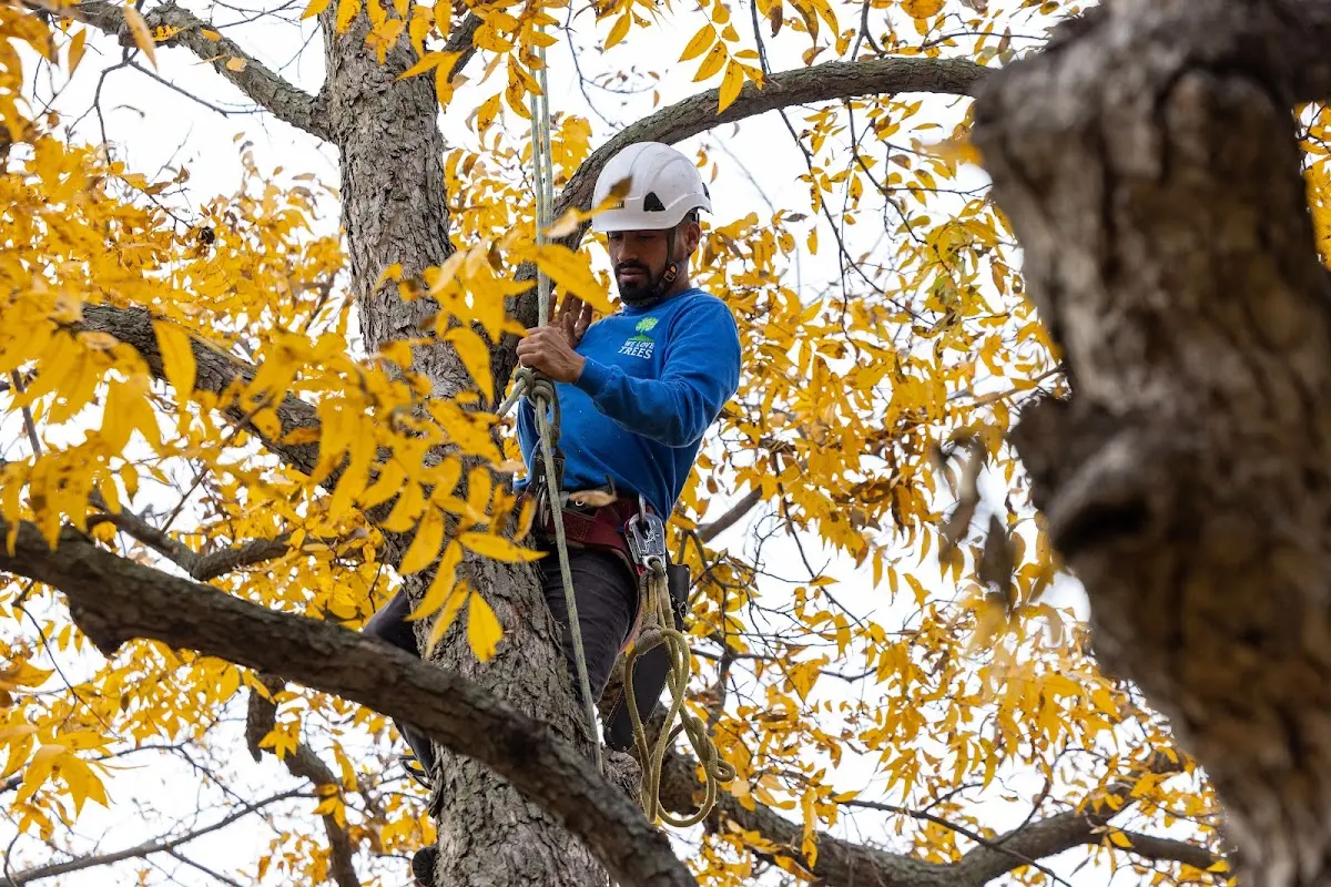 Skilled Tree Transplanting crew working in Hunt